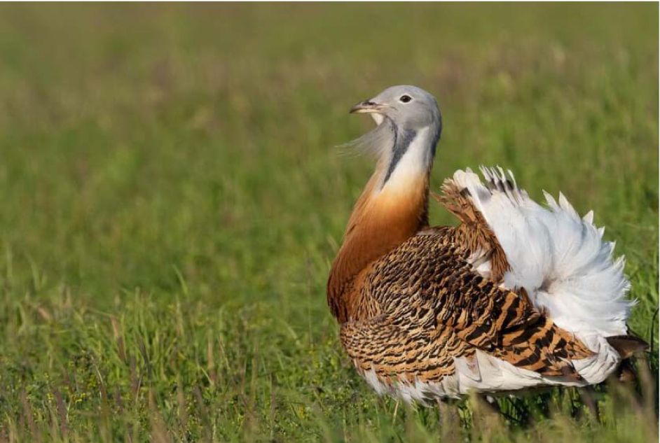 А на десерт — камінці. Цікаві факти про найважчого літаючого птаха Європи, який мешкає і в Україні