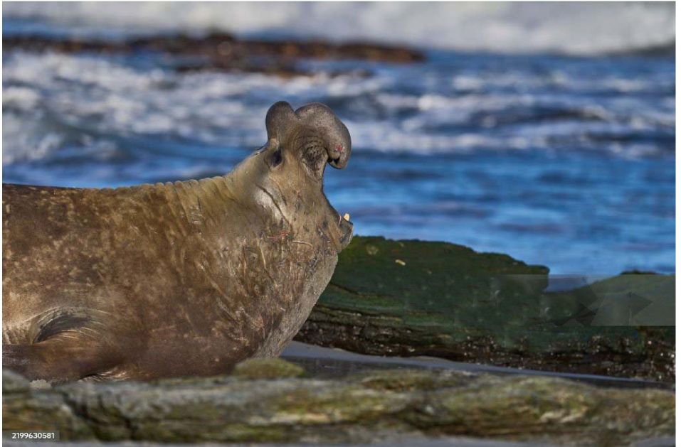 Хто на світі най-най-най? Зважений та щасливий південний морський слон