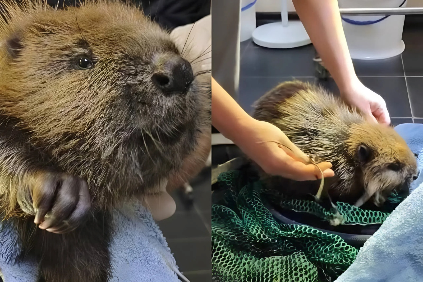 У Фастові школярі врятували молодого бобра від смертельної пастки