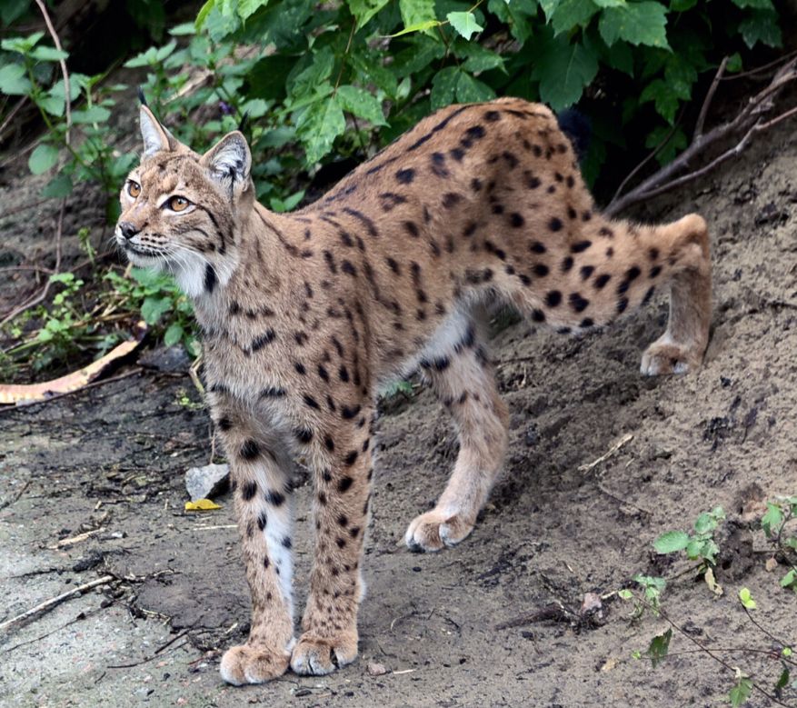 Рись Ріккі у всій своїй красі.