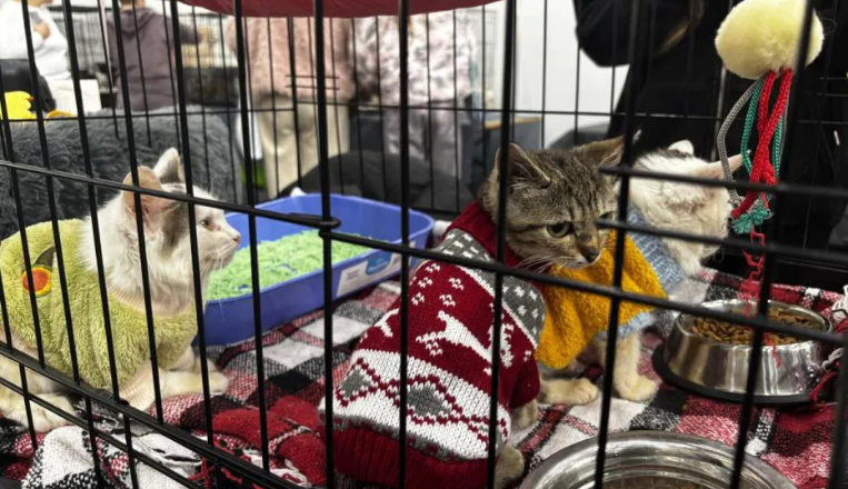 У Києві відбулися Дні адопції: 84 собак і котів знайшли нові домівки