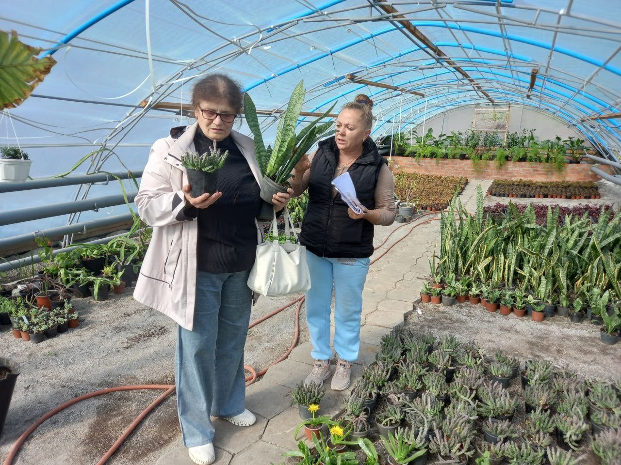 Поранені кактуси чекають військового. Полтавці після російської атаки розкуповують квіти з розбитих оранжерей