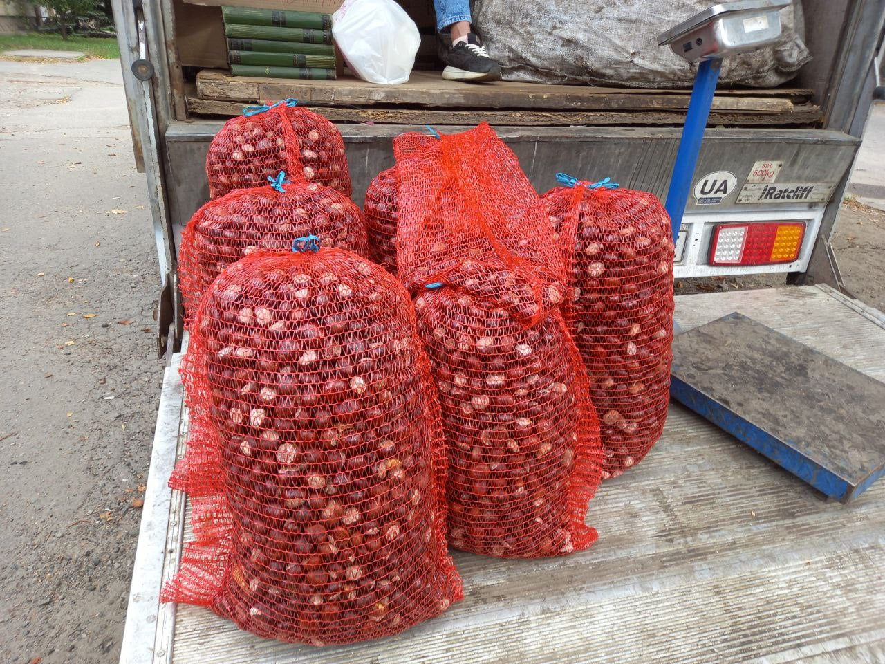 Гроші з дерева, гроші під ногами. Як українці заробляють на каштанах