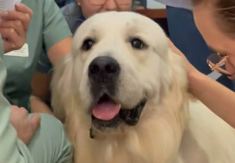 У лікарні «працевлаштували» золотистого ретривера, або Навіщо потрібні собаки-терапевти