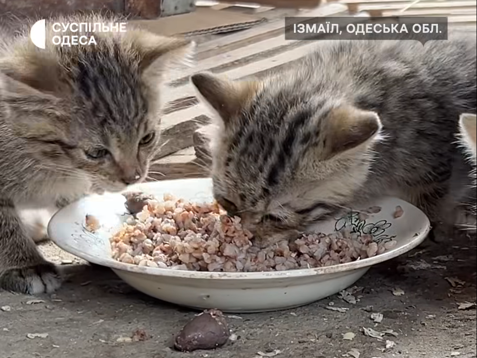 Де поділося «няв-няв»? Як лісових кошенят спочатку знайшли, прилаштували, а потім «загубили»