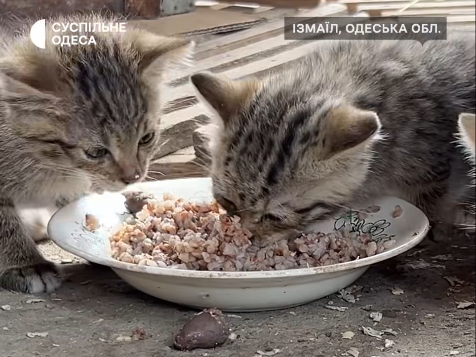 Обід чемпіонів — гречка з сердечками.