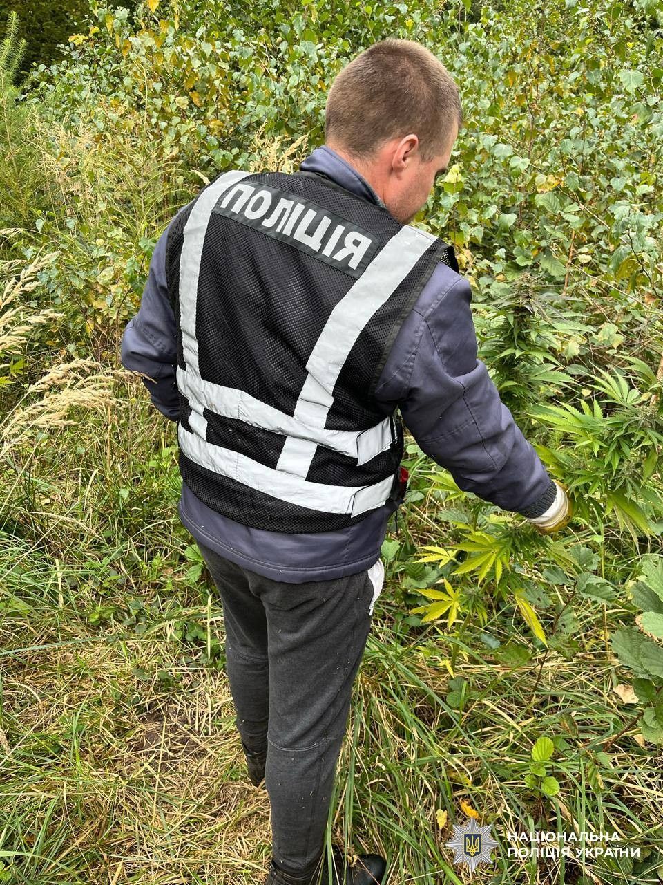 На Львівщині правоохоронці припинили діяльність організованої групи, яка займалася вирощуванням та збутом канабісу.