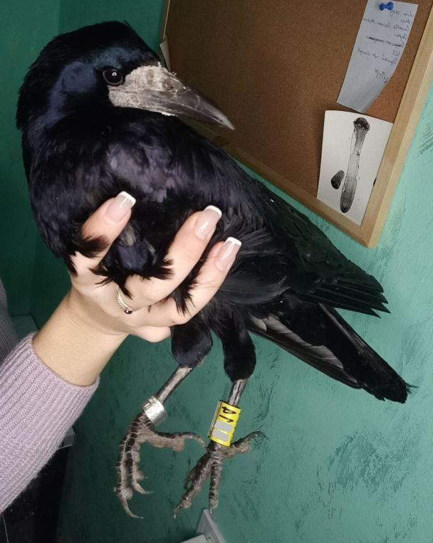 Прощай, невмивана росіє. Чому навіть гракам некомфортно жити «за порєбріком»