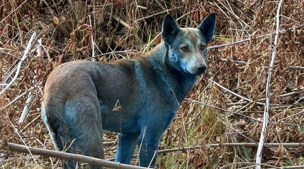 У Чорнобилі помітили собак незвичного кольору