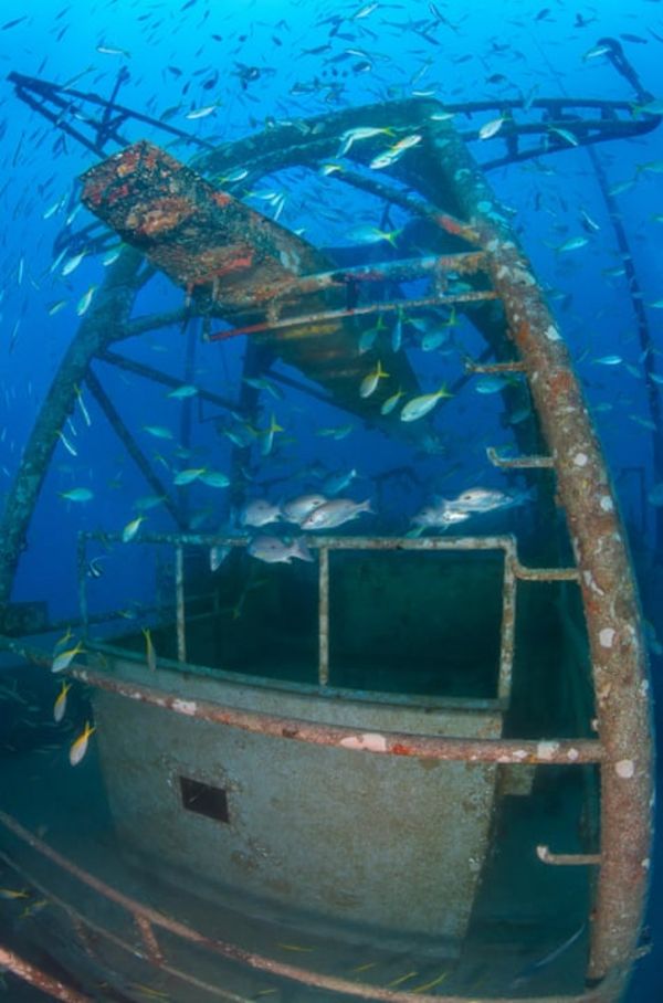 Риба вивчає судно.