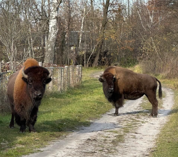 До села Червоні Хатки на Житомирщині прийшло двоє червонокнижних зубрів