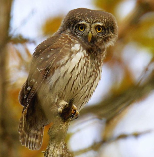 Сичик-горобець.