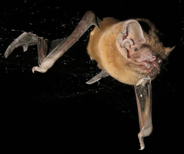 Обід на льоту. Як кажани атакують перелітних птахів
