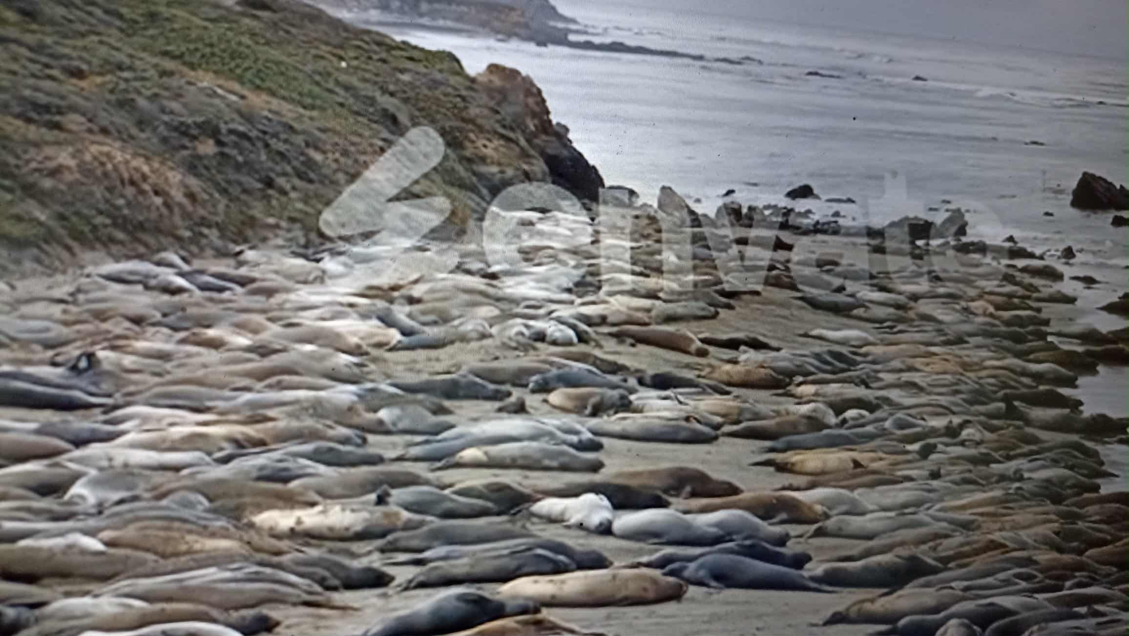 За оцінками дослідження, з 2023 року в Південній Джорджії загинуло 53 000 самок, що «драматично вплине» на майбутнє виду.