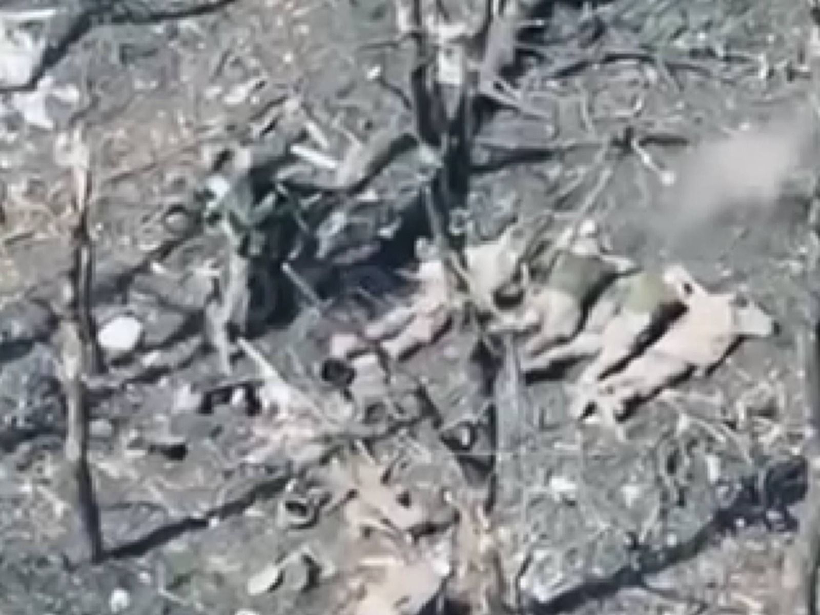 Військовий злочин: на Покровщині рашисти розстріляли п’ятьох військовополонених