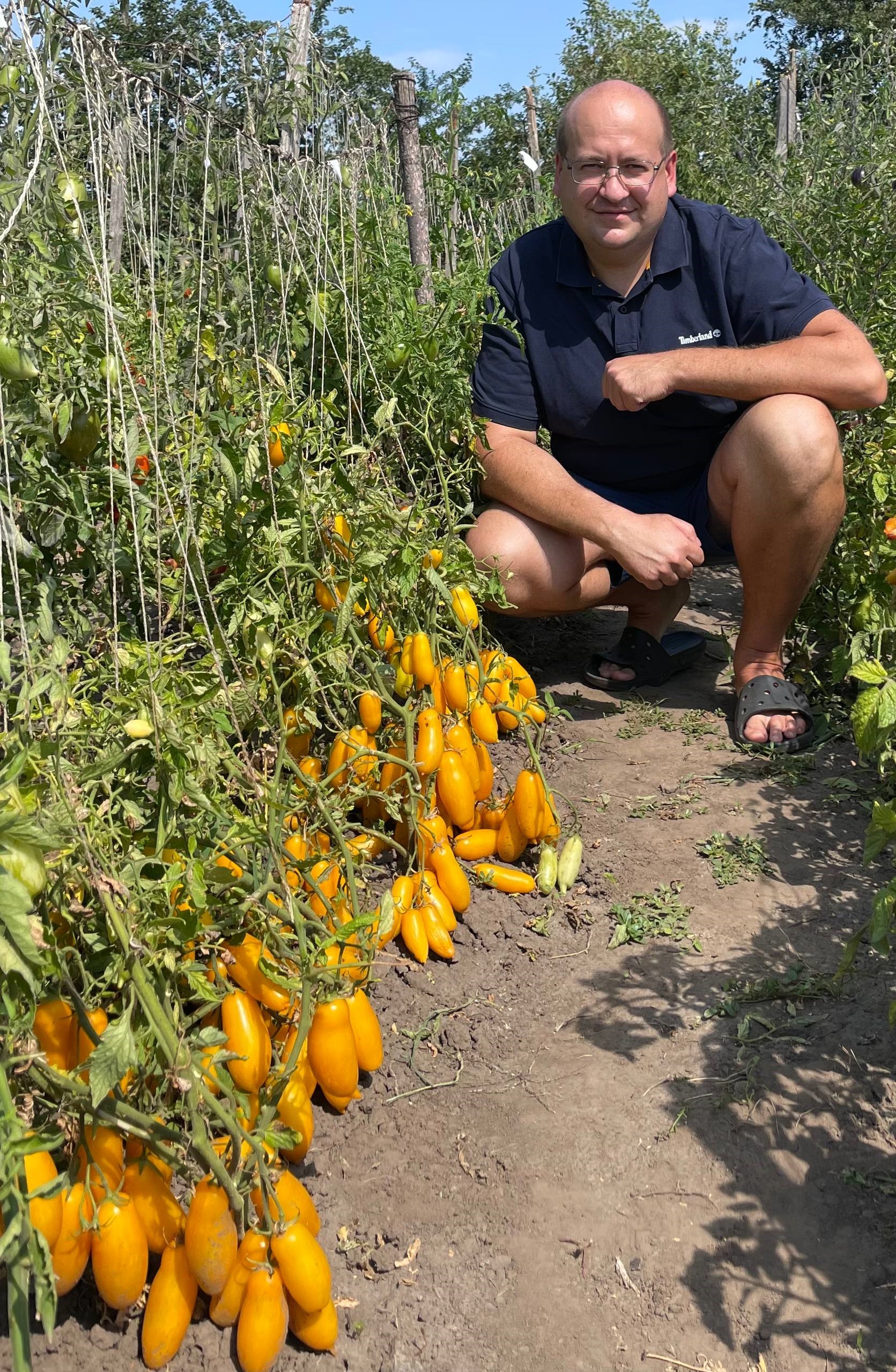 Королі городу: урожай помідорів із колекції у понад 400 сортів