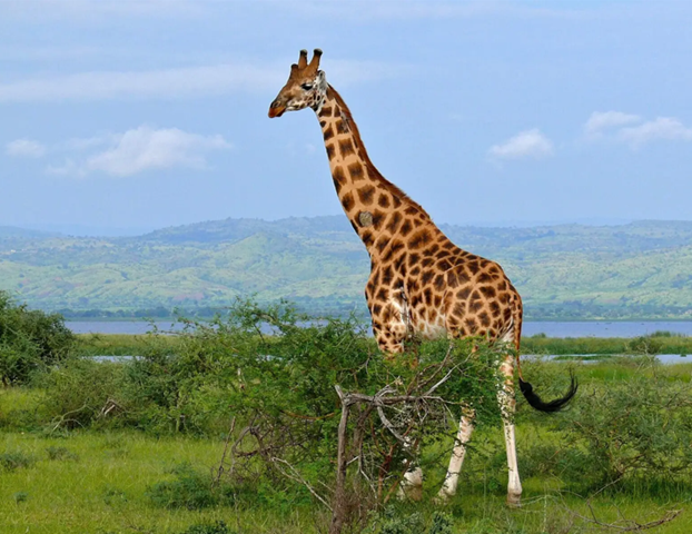 Плямисті гурмани. Навіщо жирафі довга шия