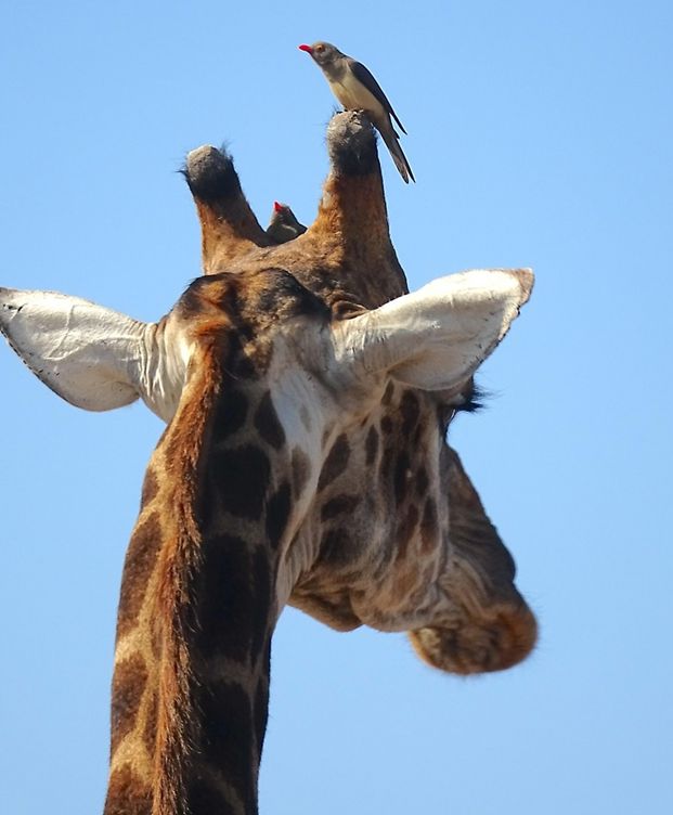 Жирафи слухають птахів, аби вижити — вчені