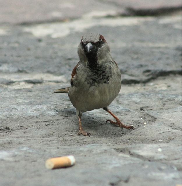 Шкідливі звички. Куріння... допомагає птахам?