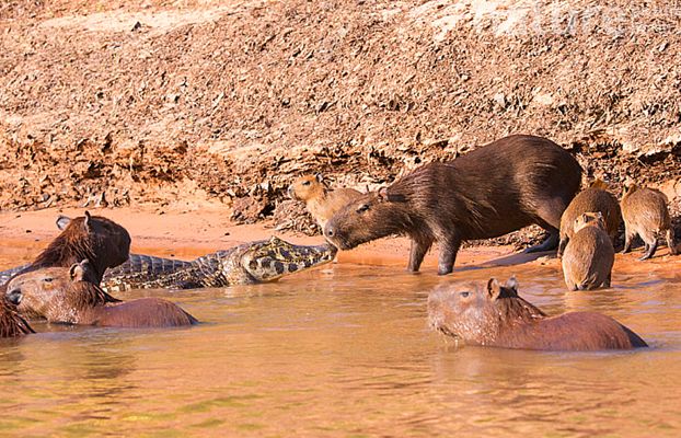 Смакові захоплення. Чому крокодили не їдять капібар?