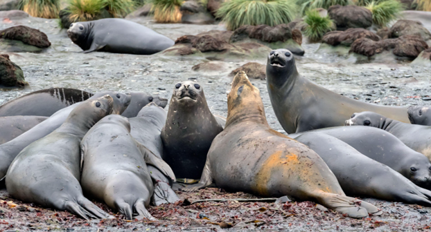 Смертельний вірус. Пташиний грип навідався в Атлантику