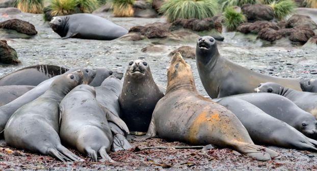 Смертельний вірус. Пташиний грип навідався в Атлантику