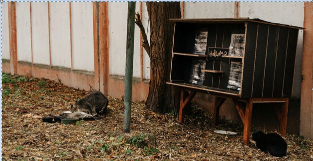 Світ не без добрих людей. У Рівному встановили два будиночки для тварин