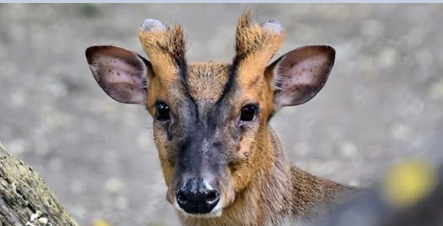 У Києві прооперували оленя, який постраждав від ракетного обстрілу