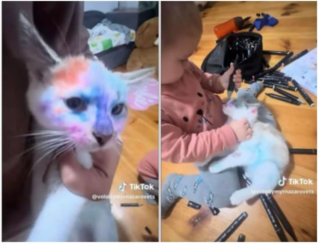 Помальований кіт.