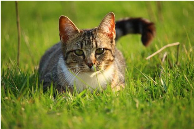 Таємницю появи мурчиків нарешті розкрито.