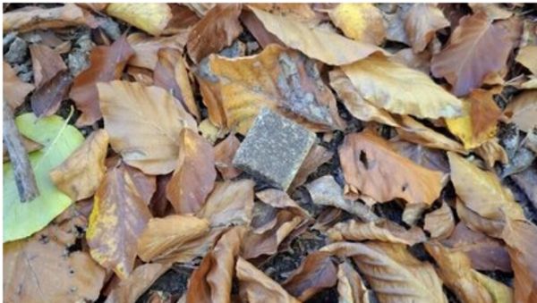 Брикет із вакциною.