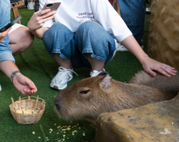 Кафе з тваринами: весела забавка чи нелегальний бізнес?