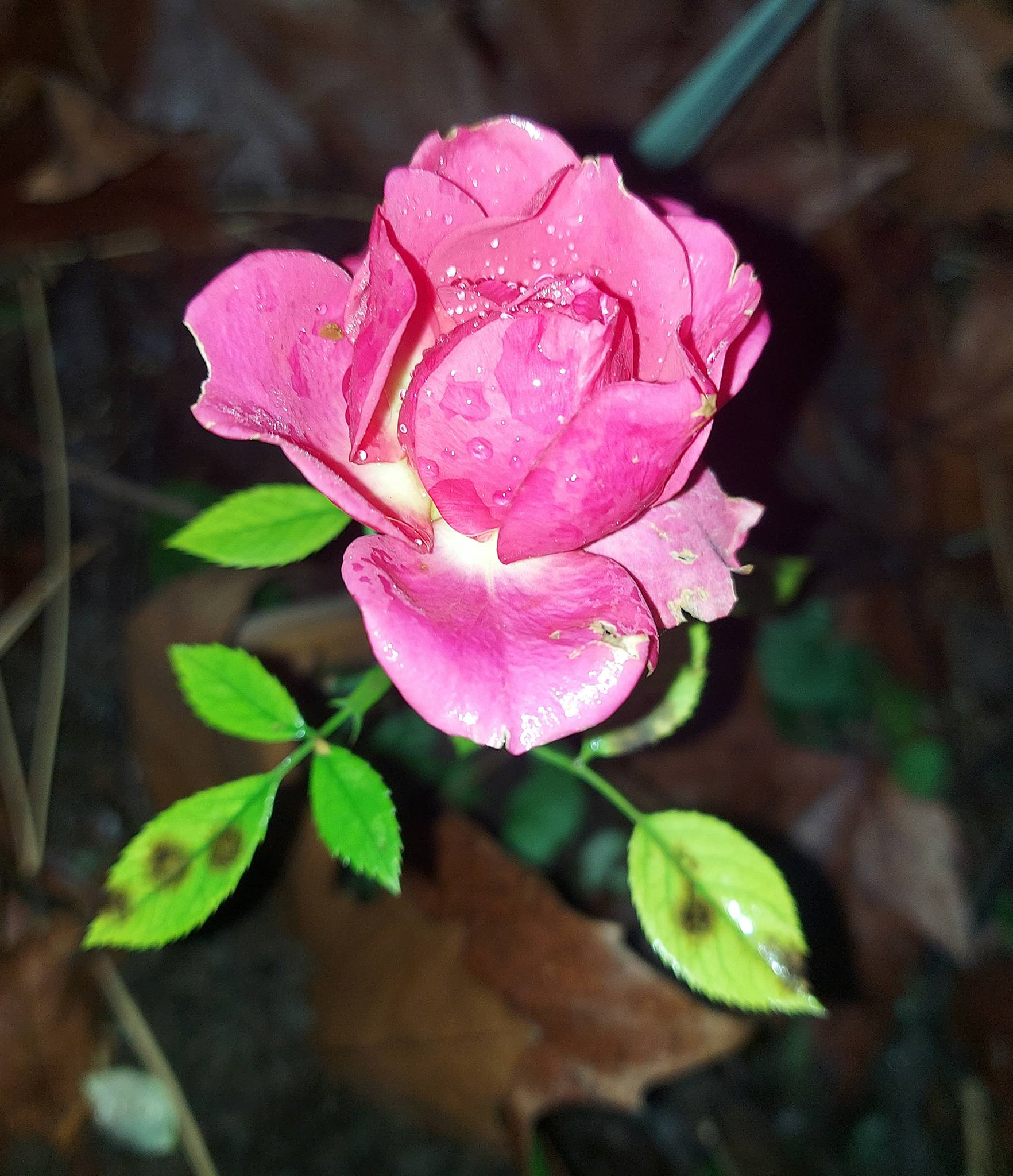 Стійка краса, або трояндовий рай на початку зими