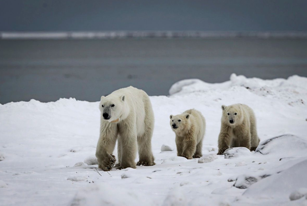 Ти — мій. Білі ведмеді теж усиновлюють дітей