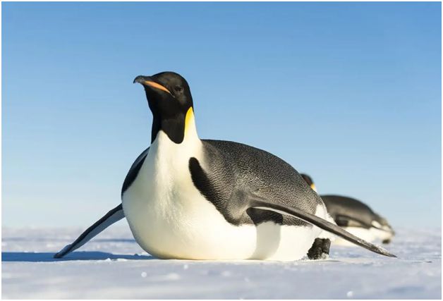 І хто тут «морж»?