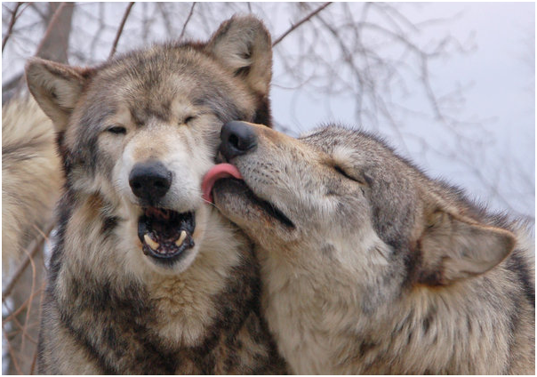 Шлюбний сезон. Чому деякі тварини обирають партнерів у холод
