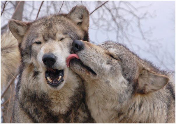 Шлюбний сезон