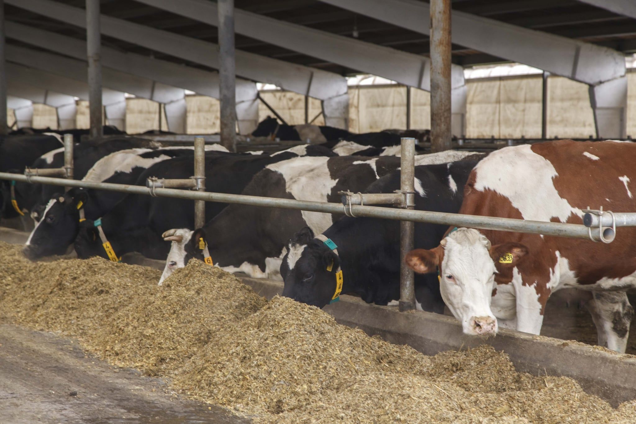 Українські сільськогосподарські тварини відтепер мають жити за європейськими законами