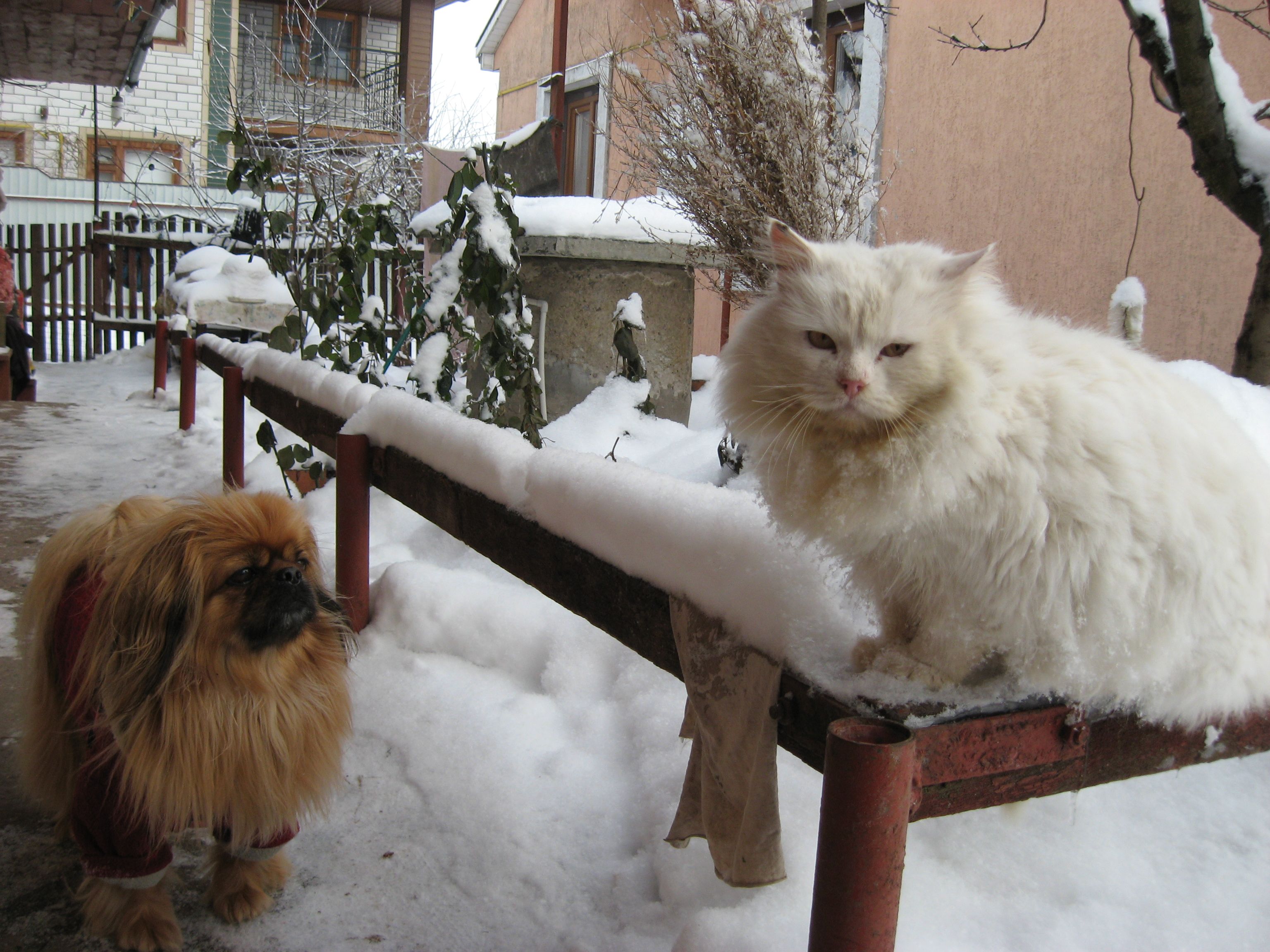 Домашніх тварин не можна використовувати в рекламі та без показань обрізати хвости й кігті — Рада ухвалила законпроект.