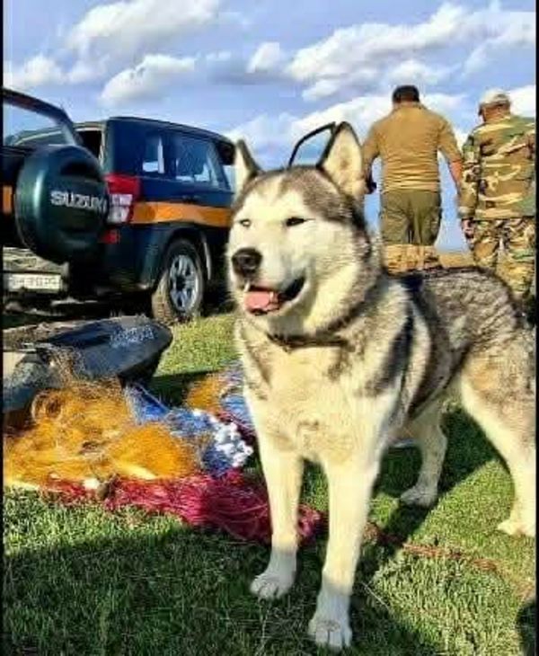Друге життя Сармата. Вірний пес загиблого героя знайшов інший дім, нове ім’я і статус надійного охоронця
