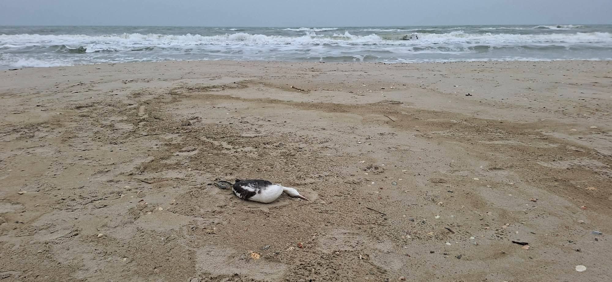 Загибла пташта на березі затоки - одна з багатьох загиблих червонокнижних тварин через розлив олії внаслідок росіської атаки у грудні 2025 року по Одещині.их