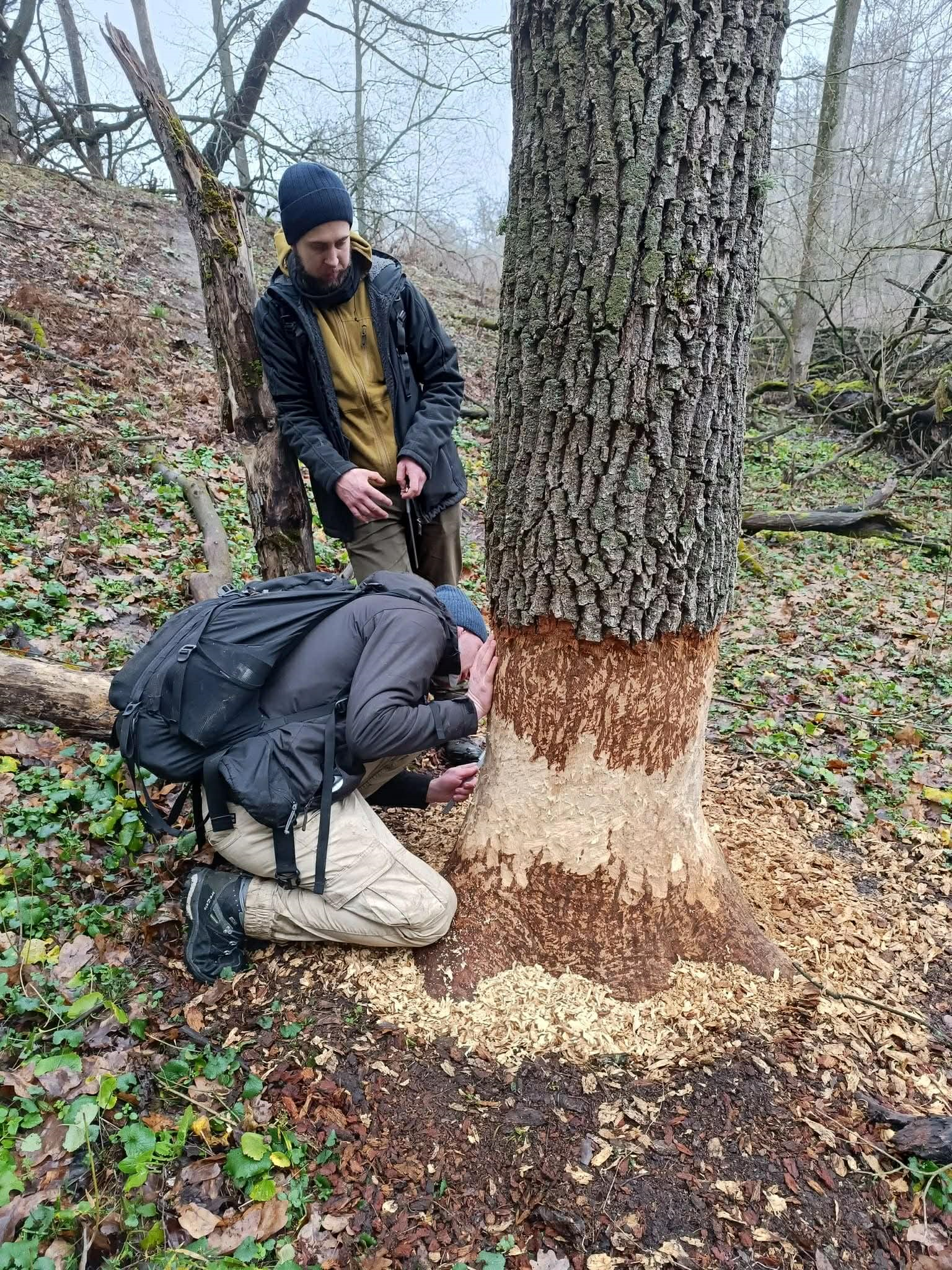 Перепис врятованих. Тваринний світ національних природних парків бідніє навіть там, куди не дійшла війна