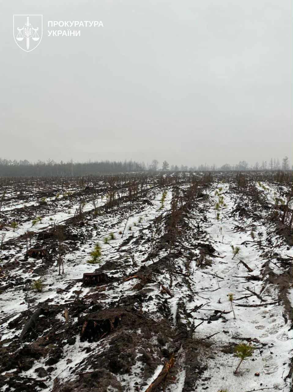 Незаконно знищено майже 4,5 тисячі дерев.