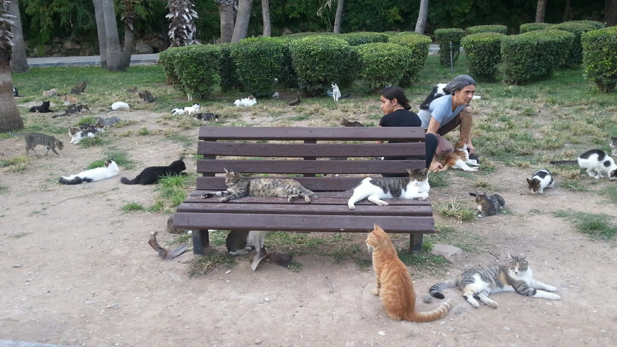 Увімкнути людяність, або Собачо-котячі враження із закордонних подорожей