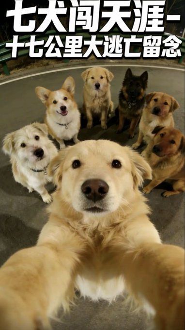 Зворушлива історія про втечу 7 собак із китайського полону набрала 230 мільйонів переглядів.