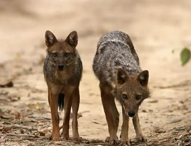 Ах ви шакали! 	 В Карпатах стрімко зростає популяція «чужорідних» хижаків