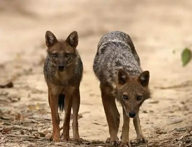 Ах ви шакали!