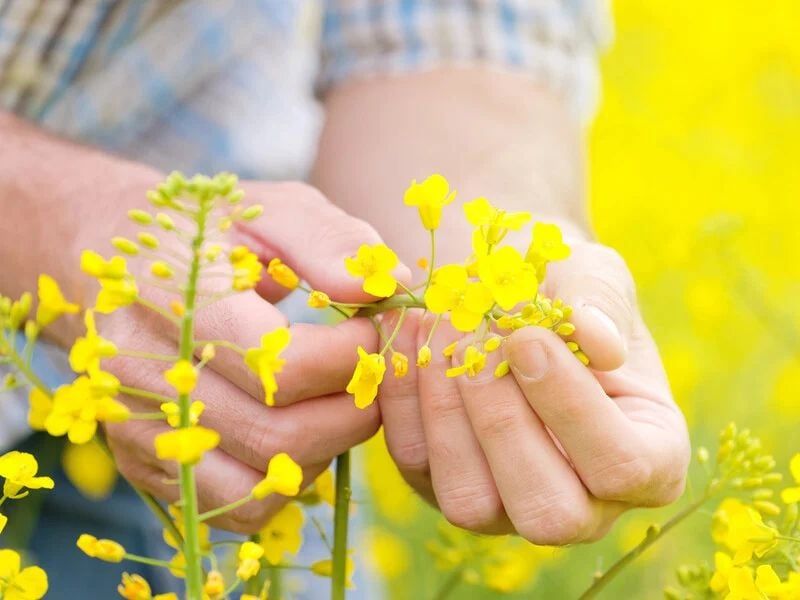 Митна РАПСодія