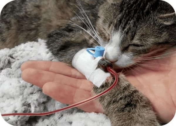 Одні котики рятують інших.