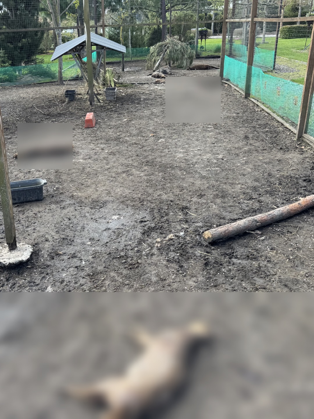 Під Кременчуком невідомий звір за ніч роздер кенгуру та оленів у приватному мінізоопарку